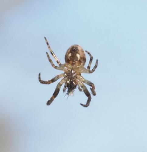 Réf. 248 417 : Larinioides sclopetarius